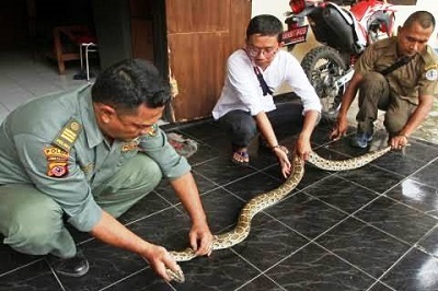 Hati-hati, Bagian Rumah Ini Sering Jadi Tempat Ular Bersembunyi