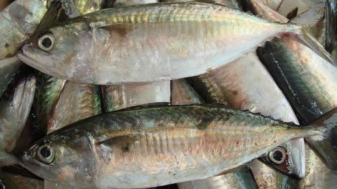 Benarkah Kandungan Ikan Kembung Lebih Tinggi dari Salmon? Ini Faktanya