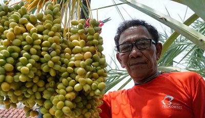 Tidak Hanya di Timur Tengah, Pohon Kurma di Ponorogo Ternyata Juga Berbuah