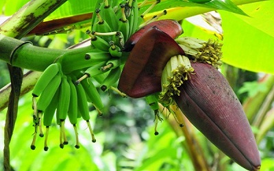 Jarang Orang Tahu, Inilah 6 Khasiat Jantung Pisang Bagi Kesehatan