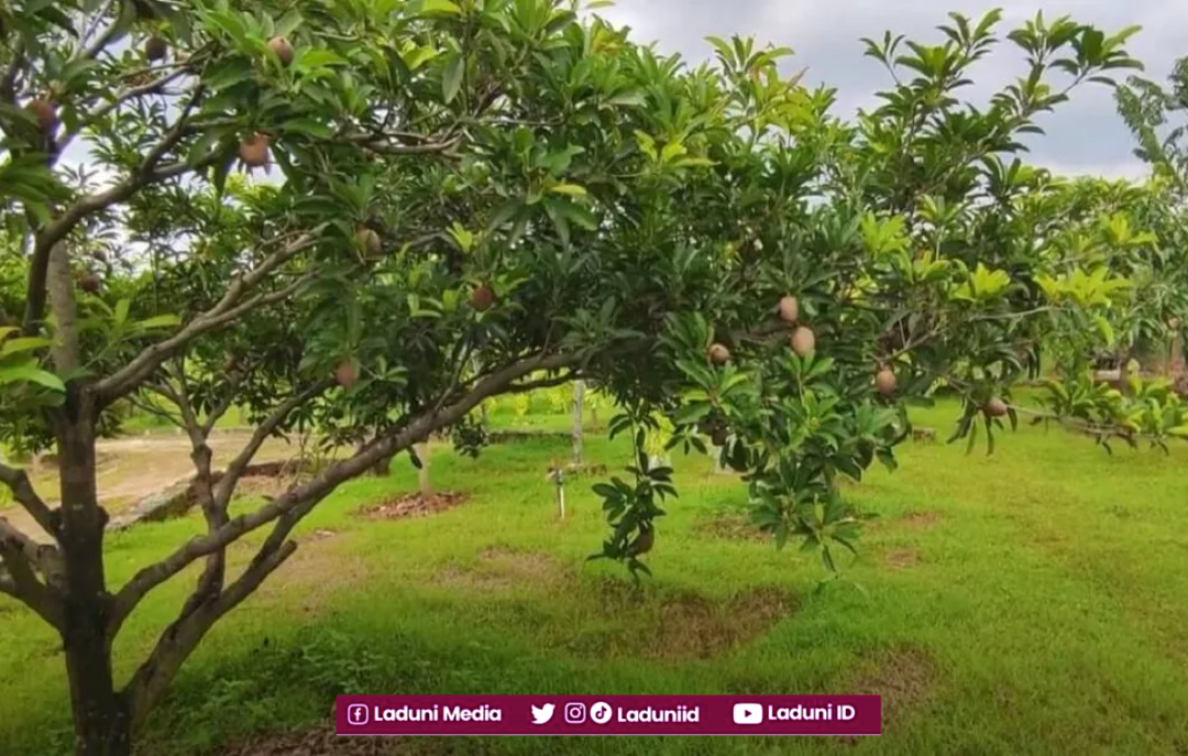 Sandi Perjuangan Santri Pangeran Diponegoro dalam Filosofi Buah Sawo