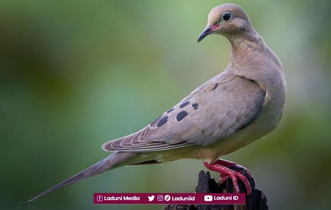 Seekor Merpati yang Mengalihkan Kekhusyu'an Shalat Sahabat Nabi