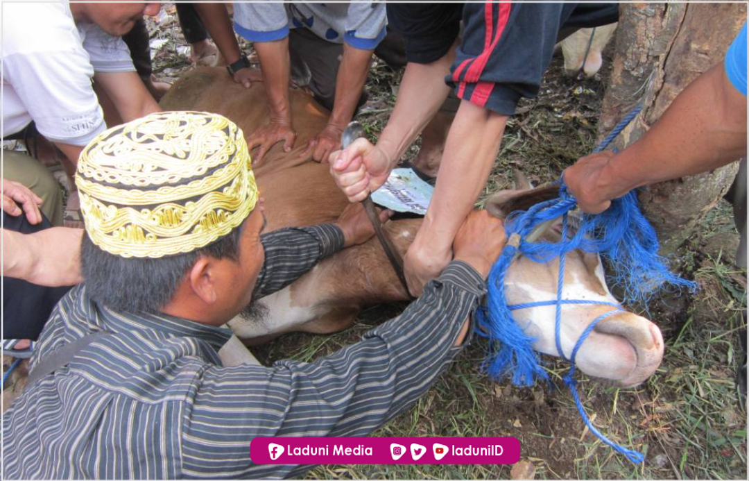 Doa Menyembelih Hewan Qurban Atas Nama Pemiliknya