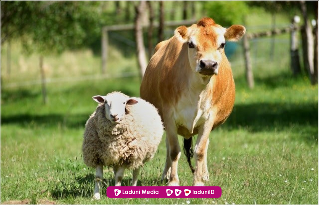 Khutbah Jumat: Makna Berqurban dan Ciri Orang yang Telah Berqurban