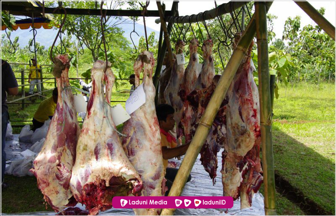 Bagian Daging untuk Pemilik Qurban