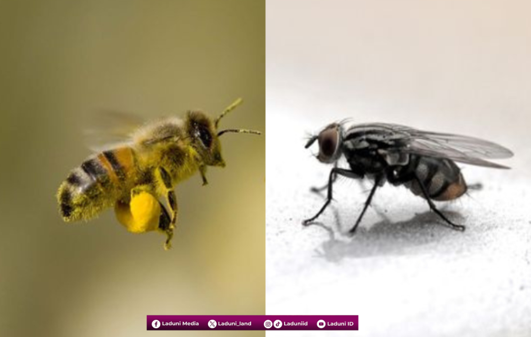 Pelajaran Hidup dari Seekor Lebah dan Lalat