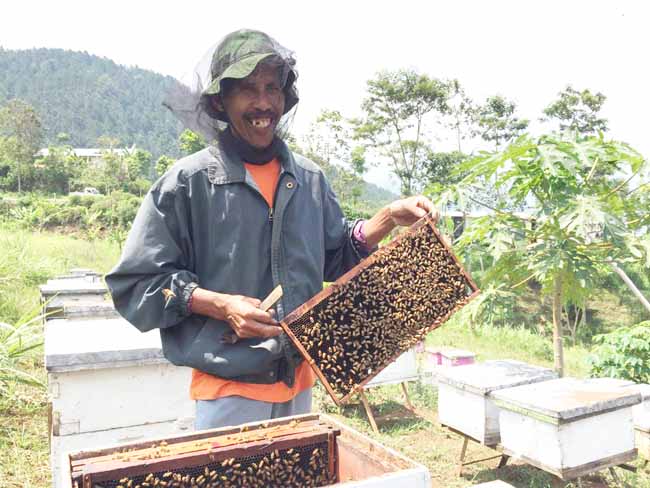 Semut Makan Lebah, Ini Penjelasan Ilmiahnya