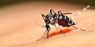 Ternyata Ada Gen di Nyamuk yang Gemar Isap Darah Orang Tertentu