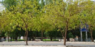 Kisah Pohon Soekarno yang Menghijaukan Arafah