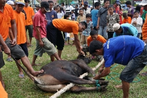 Berqurban Jangan Nunggu Mampu, Qurban Butuh Ketulusan