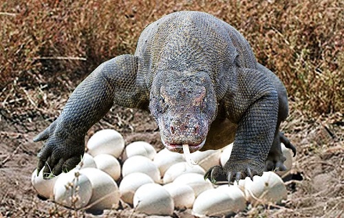 Hukum Memakan Telur Biawak Menurut Ustadz Ma’ruf Khozin