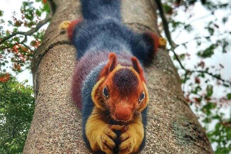 Tupai Raksasa Berbulu Pelangi Dari India