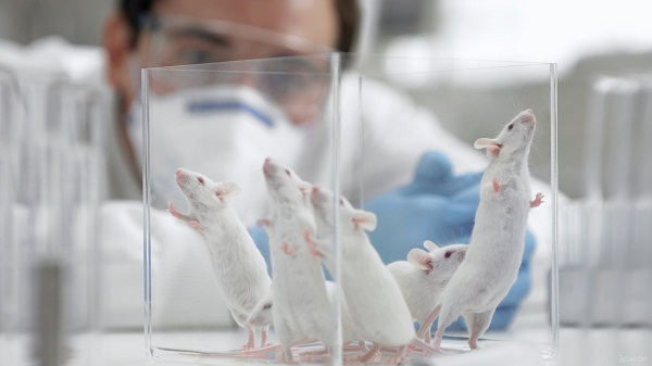 Peneliti Jepang Rencana Gabungkan Sel Manusia dengan Tikus