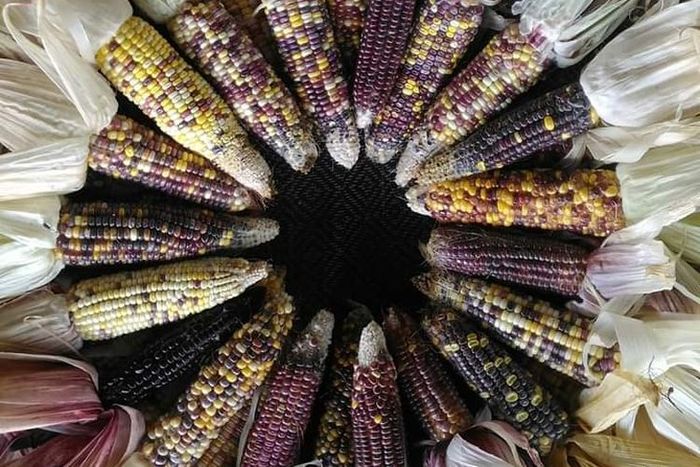 Petani Ini Berhasil Budidayakan Jagung Warna-Warni dengan Keuntungan Berlipat